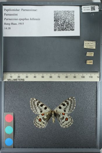 Media type: image;   Entomology 174699